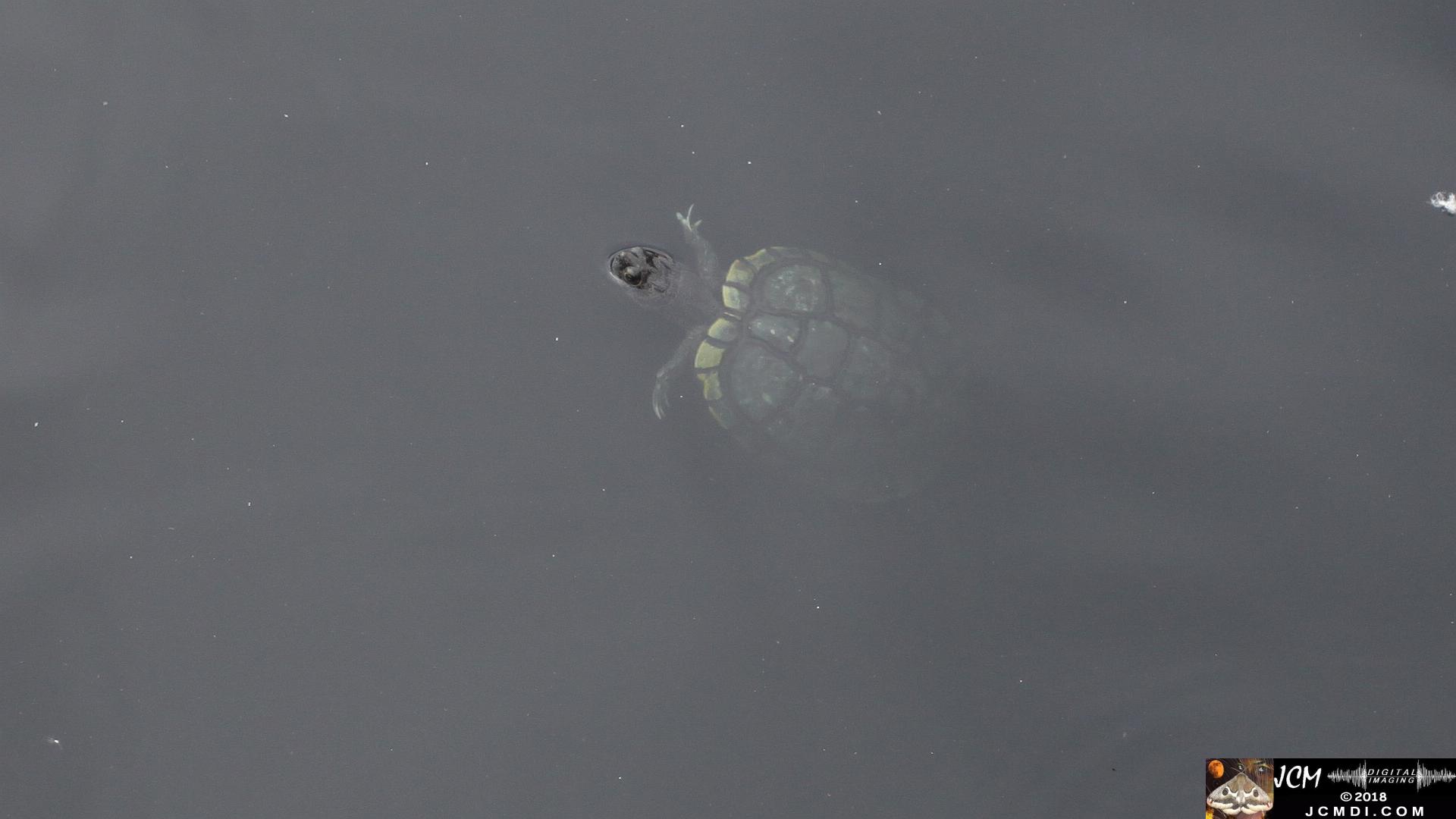 A Turtle surfacing at Bridgeport in Saugus, CA